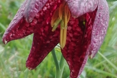 20170423-Schachblumen