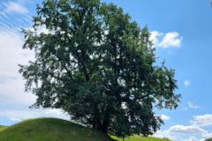 20220626_124601-Kopie