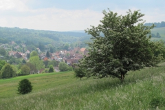 Wiesen